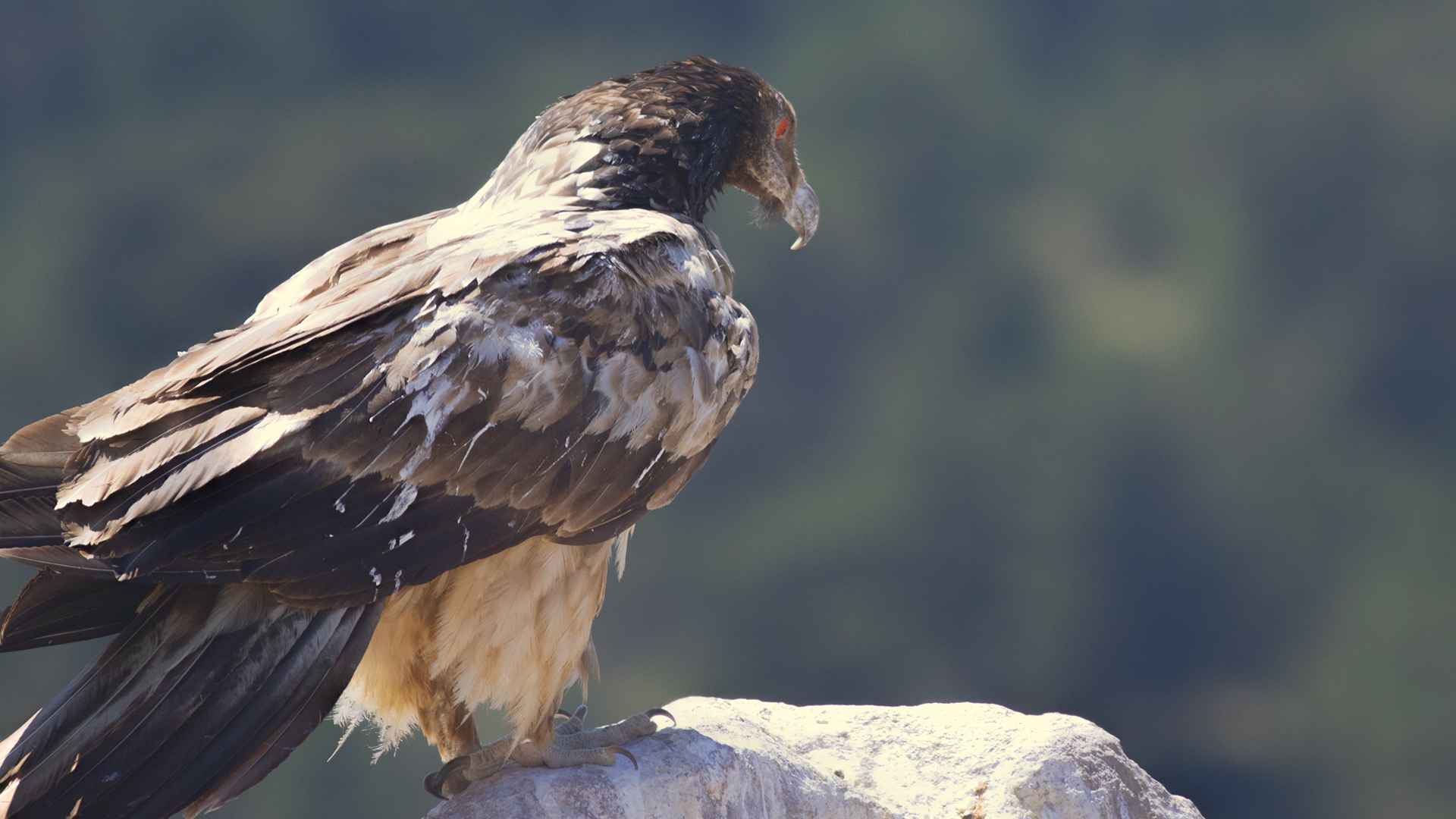 Bearded Vulture